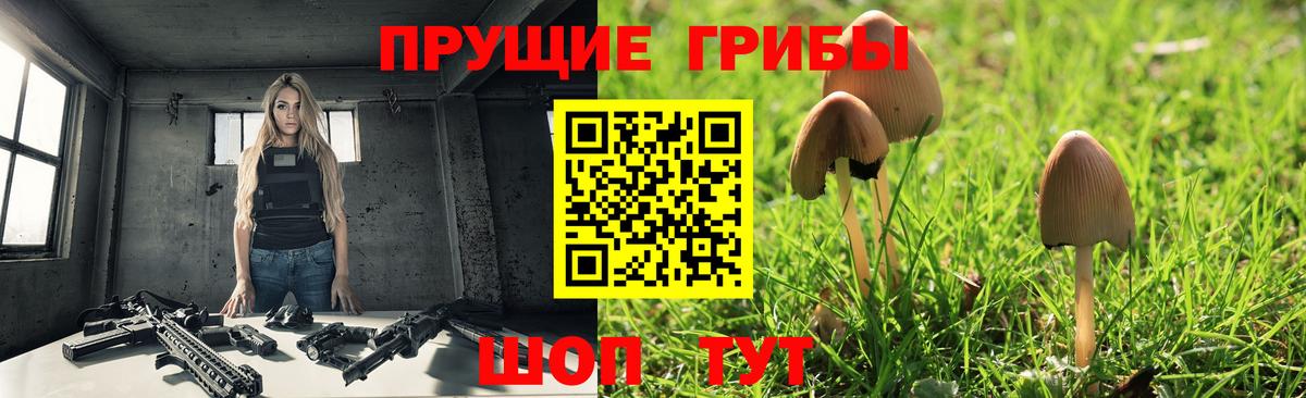 Псилоцибиновые грибы Psilocybe Тихорецк
